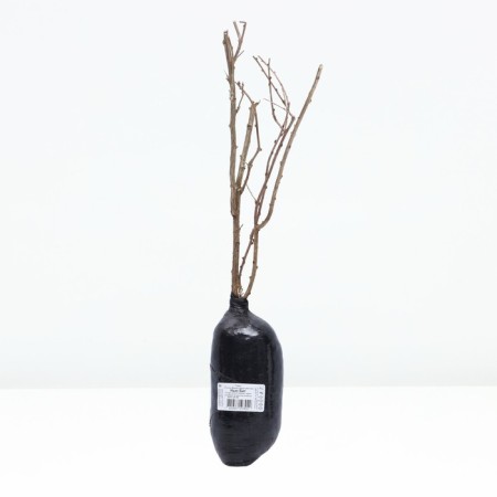 Coji (Licium, Dereza ordinary) "New Big", 1 pc, tube, spring 2025-2