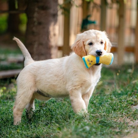 The toy is soft with a squeak yellow sock, 16 cm-4