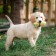 The toy is soft with a squeak yellow sock, 16 cm