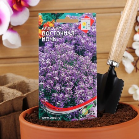 Alissum flowers "Eastern Night", 70pcs-2
