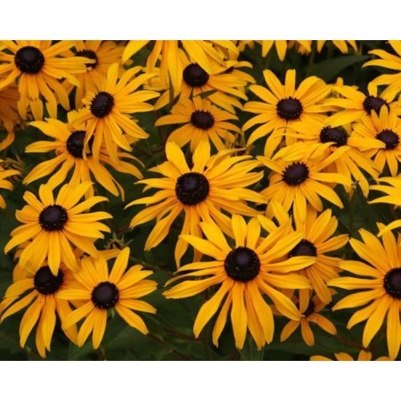Rudbekia brilliant linen, C5 pot, 1 pc, summer 2024