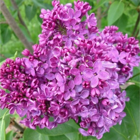 Lilac Ordinary Marshal Konev, C3 pot, 1 pc, summer 2024