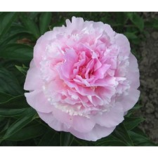 PION Milk -flowered Angel Chicks, C3 pot, 1 pc, summer 2024