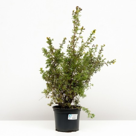 Lapceta shrubby goldfinger, C2 pot, H10-50 height, 1 pc, summer 2024-1