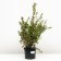 Lapceta shrubby goldfinger, C2 pot, H10-50 height, 1 pc, summer 2024