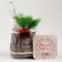 New Year! Candy "Boot", with a spruce branch, color mix