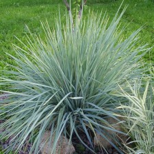 Elimus sandy, rr I, 1 pc, spring 2025