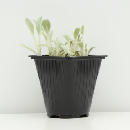 Wool cleaner (stachis), pot C3, 1 pc, spring 2024-1