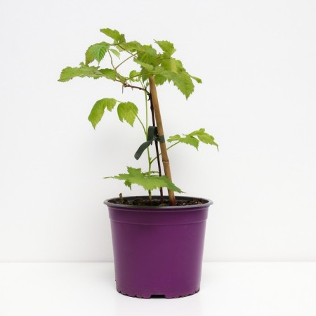 Black Claim Star Star, C2 pot, H20-40 Height, 1 pc, summer 2024-1