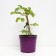 Black Claim Star Star, C2 pot, H20-40 Height, 1 pc, summer 2024