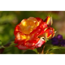 Rose Floribunda Rumba, C3.5 pot, H25-45 Height, 1 pc, summer 2024
