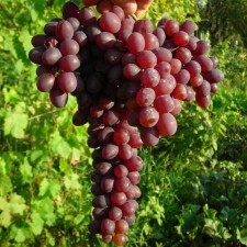 Grapes seedling 