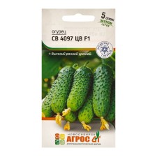 Cucumber seeds 