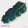 Daille of the Golden Leaf, 37 × 14 cm, green color, green.