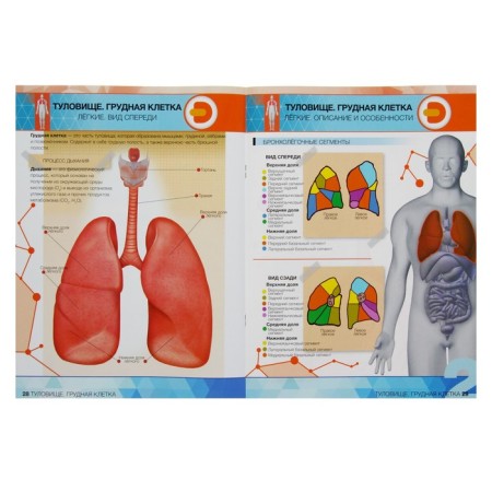 4D encyclopedia in augmented reality "Anatomy: Human organs"-1