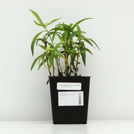 Astra shrub "Alice Haslem", P9 pot, 1 pc, spring 2024-2