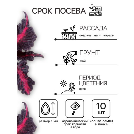 Flowers Coleus "Black Dragon" F1, oh, 10 pcs-2
