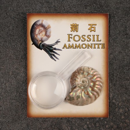 Ammonites set in packaging-2
