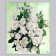 Pack "White Roses", plastic, with a cut pen, 38 x 45 cm, 60 μm