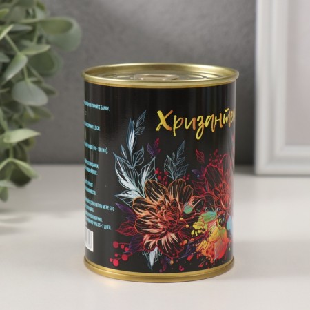 Growing grass "Chrysanthemum"-2